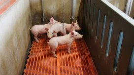 Do probiotics clean pig nursery units better?