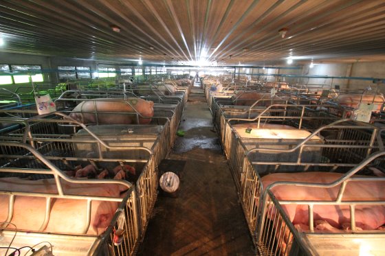 PigProgress - Photo report: Thai farm - breeding pigs for Asia
