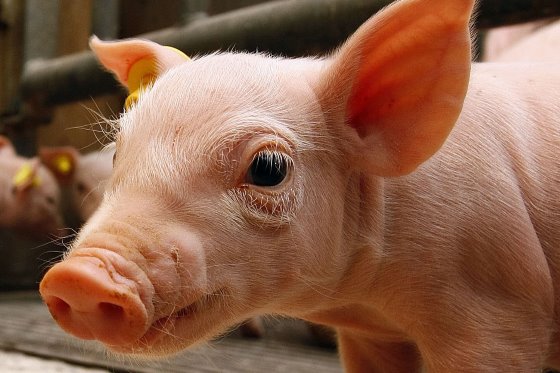 PigProgress - Pig Progress 5: Focus on genetics and biosecurity