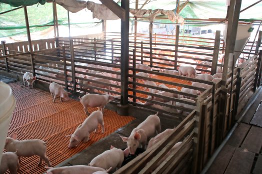 Pigprogress Pig Farming In Cambodia
