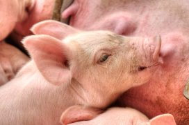 Understanding early piglet development