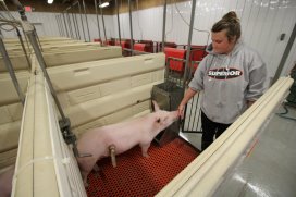 Cannulating pigs to learn about the digestion process Cannulating pigs to learn about the digestion process