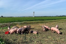 Pigs help to keep the airport safe from birds Pigs help to keep the airport safe from birds