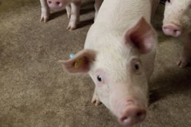 Trace elements from a veterinary perspective