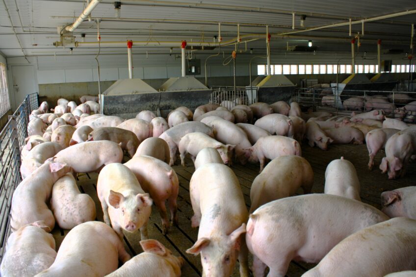 Rabobank: Hog margins to rise in United States