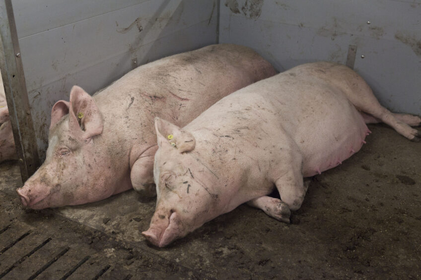 Smithfield recommends group housing for pregnant sows