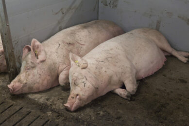 Smithfield recommends group housing for pregnant sows