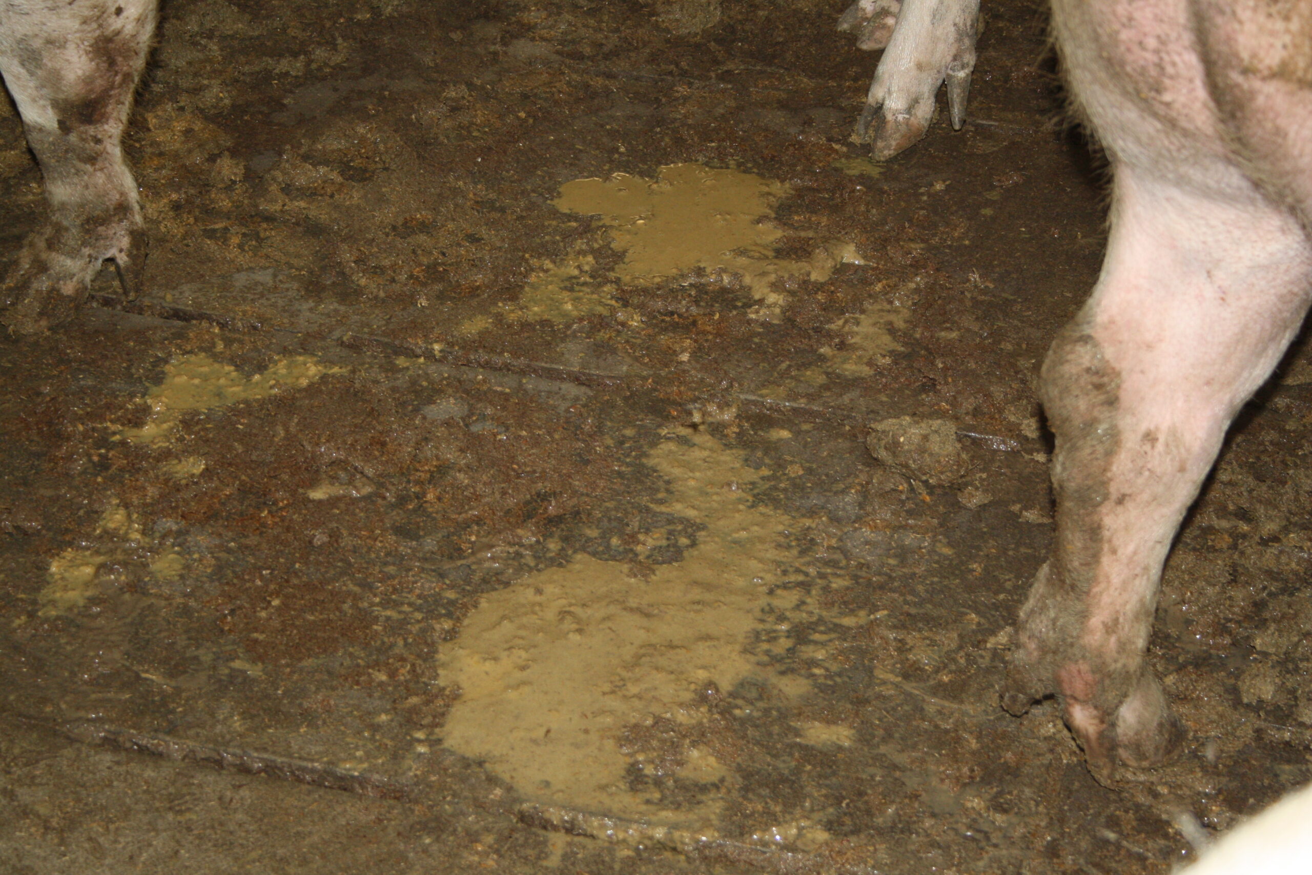 Watery diarrhoea in sows, caused by PEDv. Photo Andrea Ladinig, University Clinic for Swine