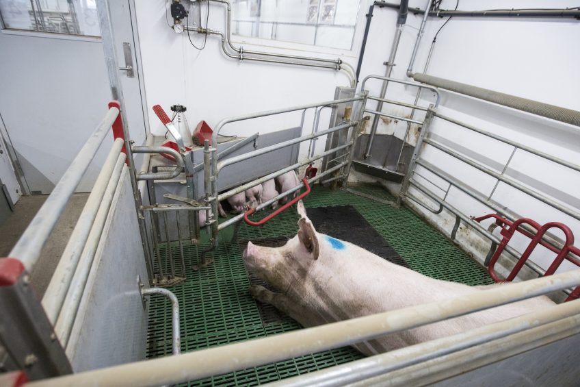 The free farrowing crate by Danish company ACO Funki. Photo: SEGES Danish Pig Research Centre
