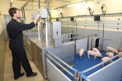 These pigs are watched very closely. Photo: Henk Riswick