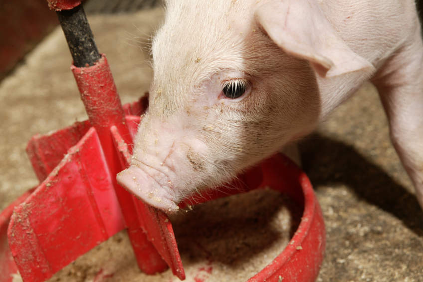 EFSA publishes opinion on AveMix XG 10 for pigs