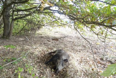 Dead wild boar in a field in Poland. This is not the recently discovered case.