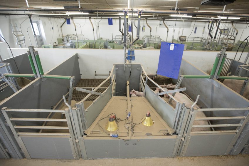 Which loose farrowing system is the best?