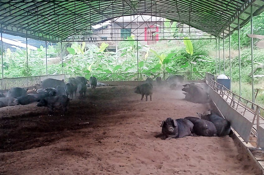 Pigs at the Fulin black pig farm in Chongqing district. Photo: Irene Camerlink