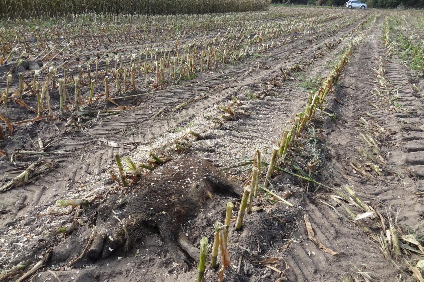 A dead wild boar found in the fields of eastern Poland.  Photo: Iwana Markowska-Daniel