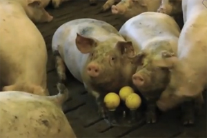 Measuring pigs  enrichment use