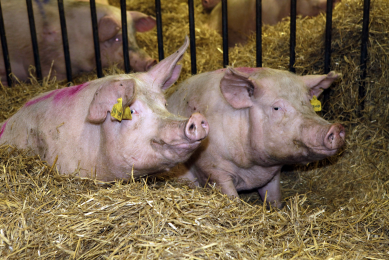 Group housed sows adapt to mixing, shows study