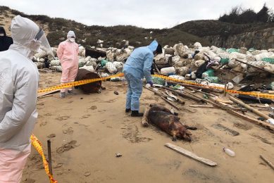 What 1 pig can tell about ASF in China. Photo: Taiwan Coast Guard/ EPA/ ANP