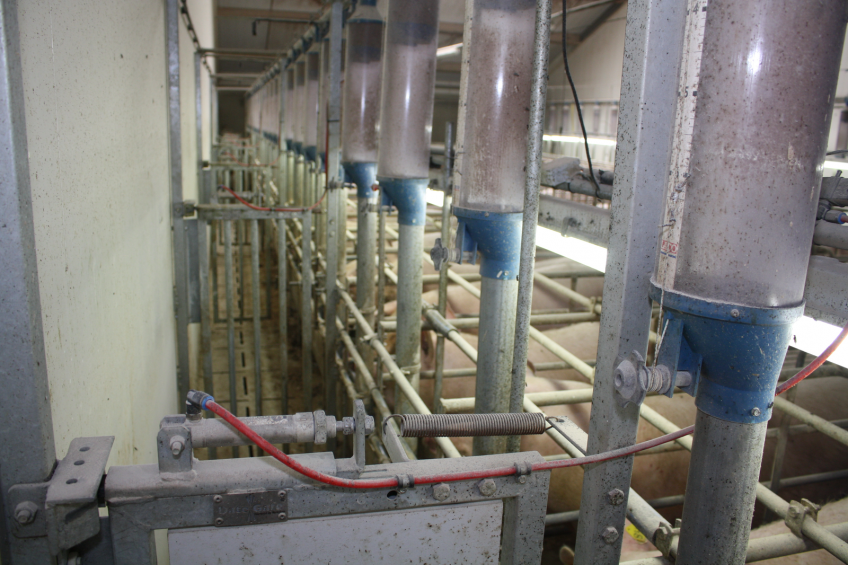 The DateGate system in practice. Essentially it is an automatic circuit for boars, who go round the insemination house, to find feed at the end of the circuit.