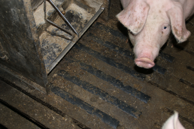 5 extra uses for pig house slat gap covers