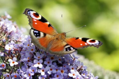 The peacock butterfly. Photo: Henk Riswick