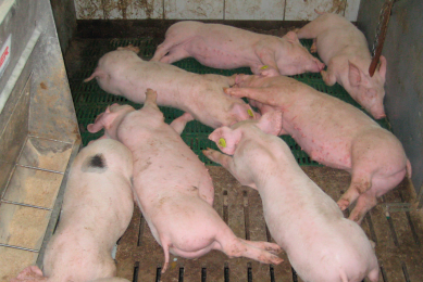 Heat stress in pigs   Why should you care?