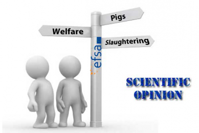 EFSA gives opinion on animal welfare at slaughterhouse