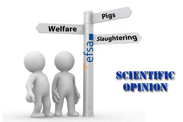 EFSA gives opinion on animal welfare at slaughterhouse