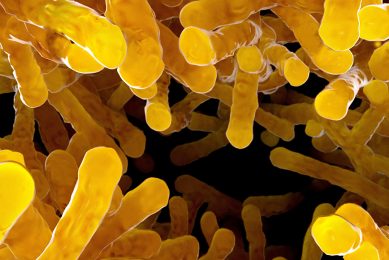Bacillus subtilis for an improved microbiota. Photo: Juan Gaertner