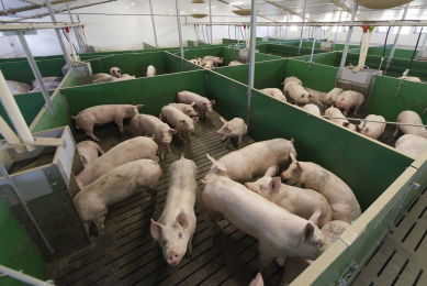 German pig farms cleared in furazolidone scare