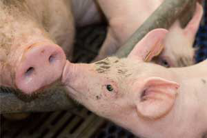Prenatal diet creates food preferences in young pigs
