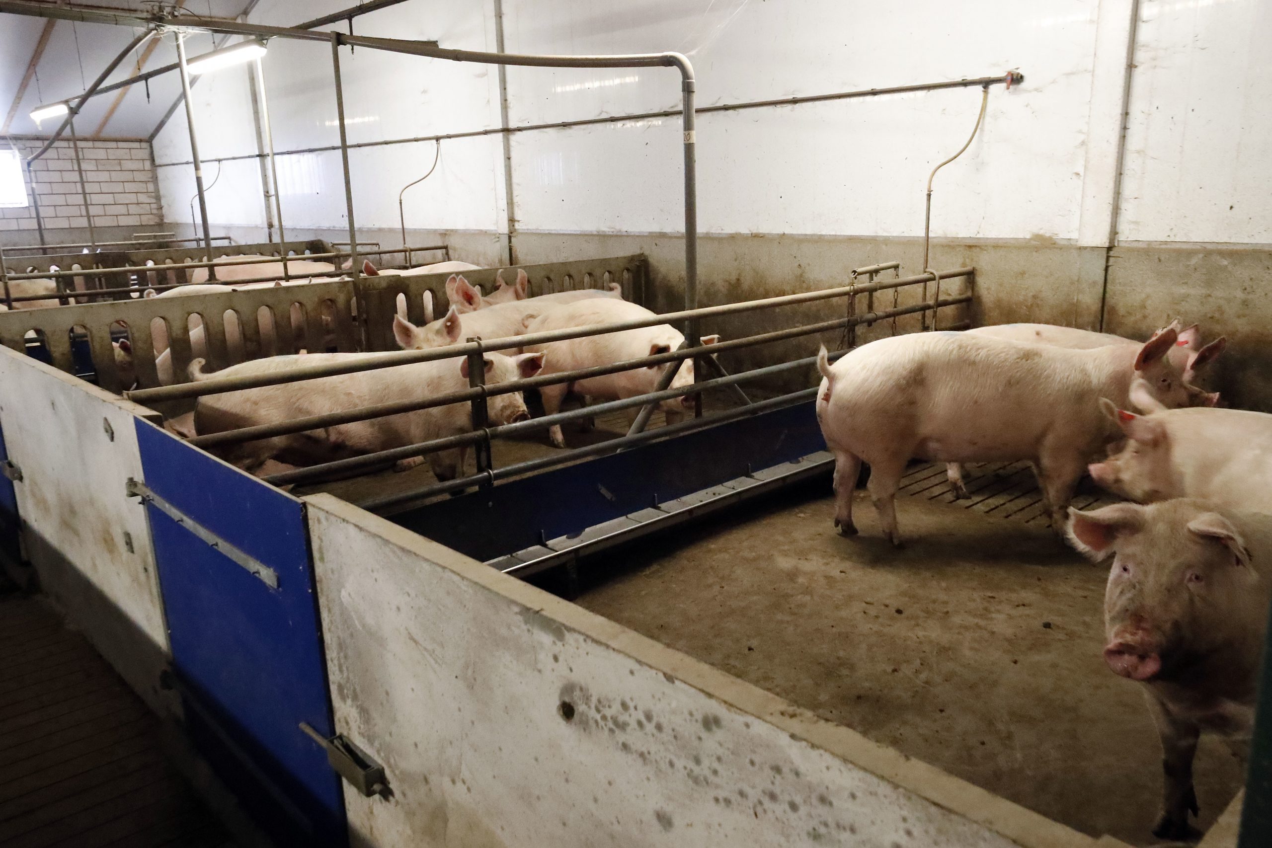 Saving energy by heating incoming air - Pig Progress