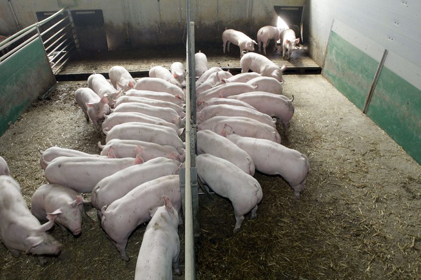 The possible effects of Covid-19 on supply chains are most likely ot related to pig biosecurity. - Photo: Henk Riswick