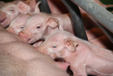 Neonatal piglets suckling with their mother. Supplying sows with liquid methionine benefits the piglets. Photo: Adisseo