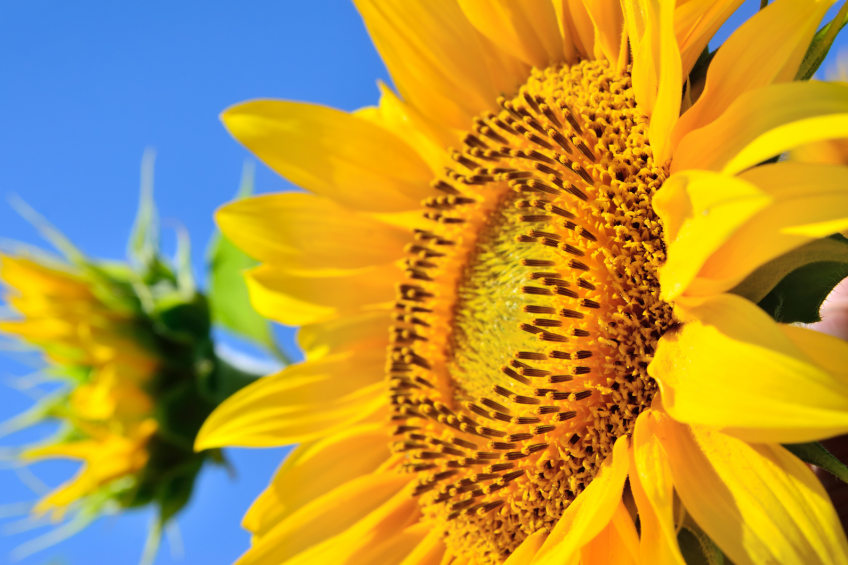 Young sunflowers. Pigs can do well on a diet containing technically enhanced sunflower meal. <em>Photo: Oleksandr Umanets