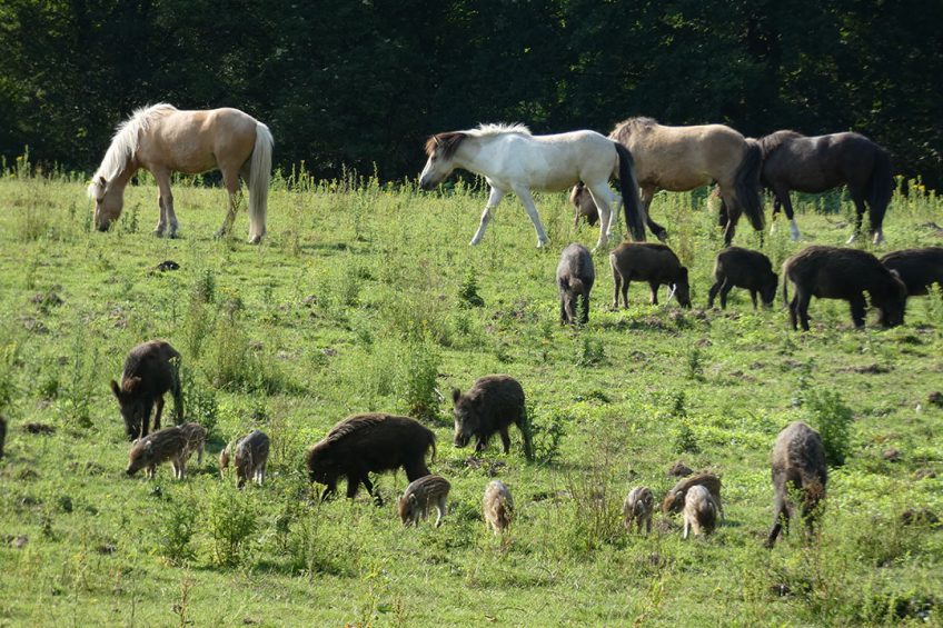 Wild boar grazing in a field together with horses. - Photo: Jan Vullings
