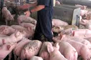 Pig farmers lose money due to unused data