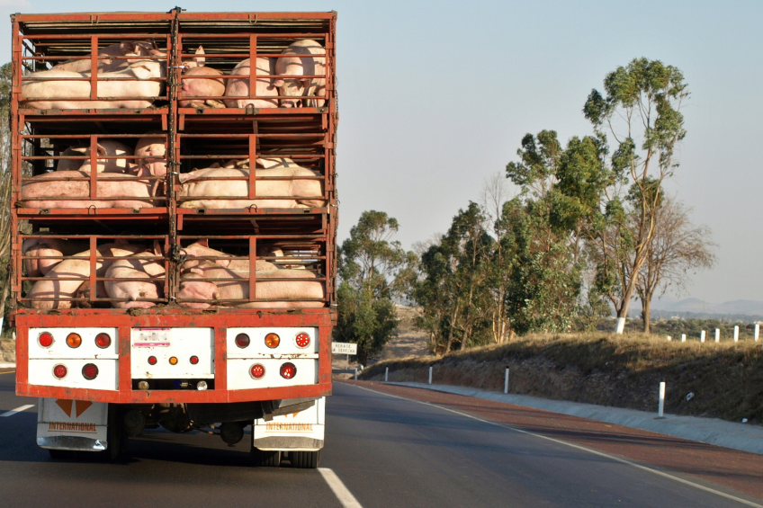 Mexican pork exports
