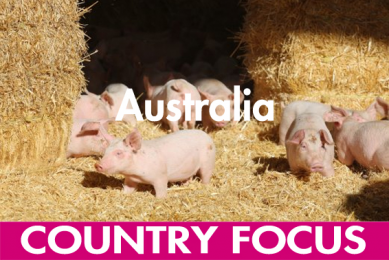 Australia: Big in size but not in pigs