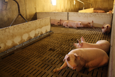 Breeding pigs kept in a group at a farm in Western Canada.