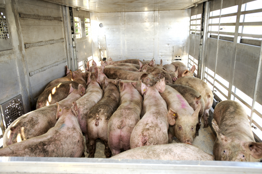 Hedging program for Canadian hog producers