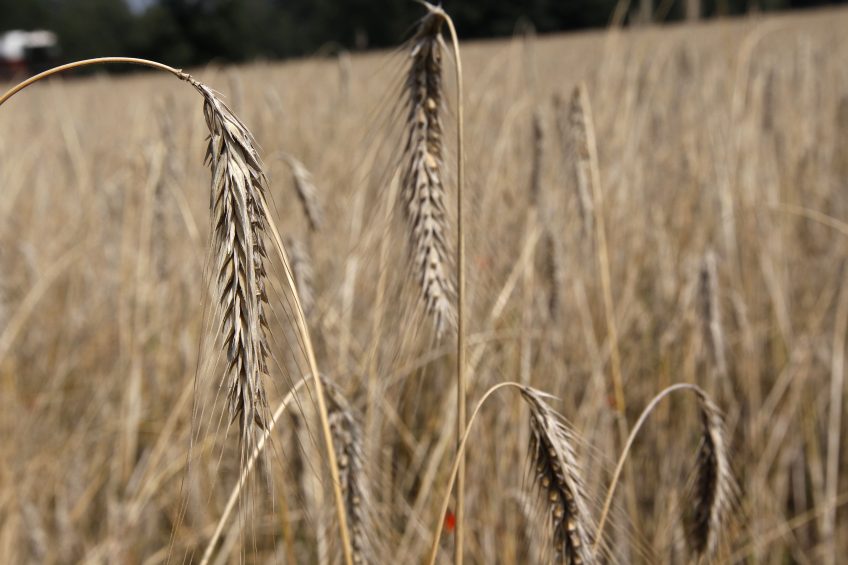 Rye has been observed to influence both Salmonella occurrence and boar taint. Photo: Bert Jansen