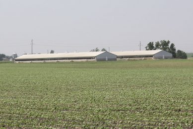 A pig farm in Iowa. The US pig industry can use some support in times of Covid-19. - Photo: Vincent ter Beek