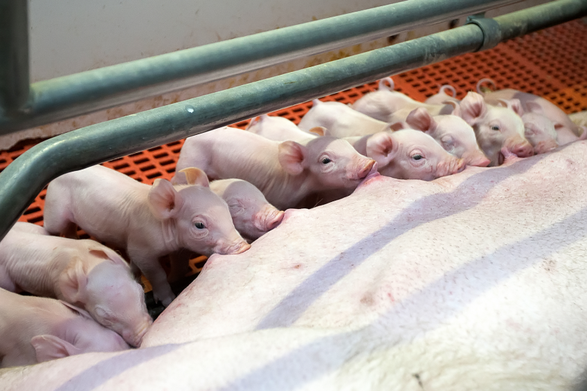 Axzon resumes pig farming in Krasnodar Krai