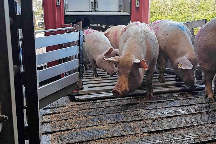 When sows leave the truck at the entrance to the slaughterhouse, blocking may occur as they respond to the new surroundings. - Photos: Mette S. Herskin