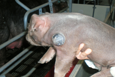 Genetic defects in pigs and how to deal with them