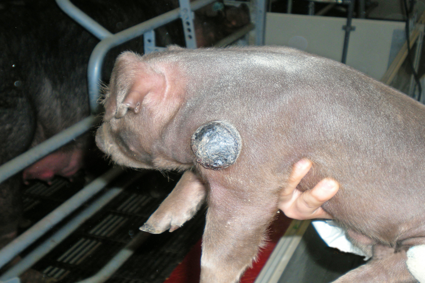 Genetic defects in pigs and how to deal with them