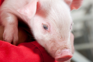 Eurotier: Special showcase on farrowing welfare