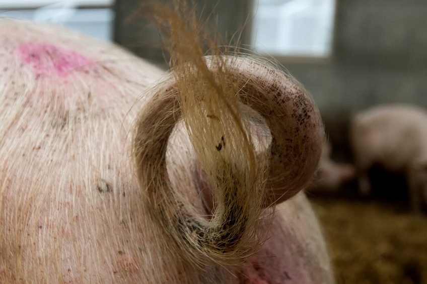 An entire pig tail on a farm in the Netherlands. The tail docking issue is one of the more pressing issues in the EU swine business these days. Photo: Ronald Hissink