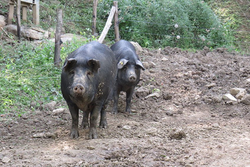 The current number of Nero Siciliano pigs registered to the herd book of this breed is about 700 sows and 150 boars. - Photo: ANAS.